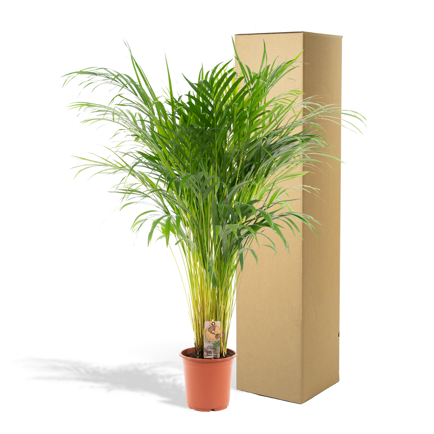Areca-Palme Ø21cm – Luftreinigende Zimmerpflanze bis 110cm