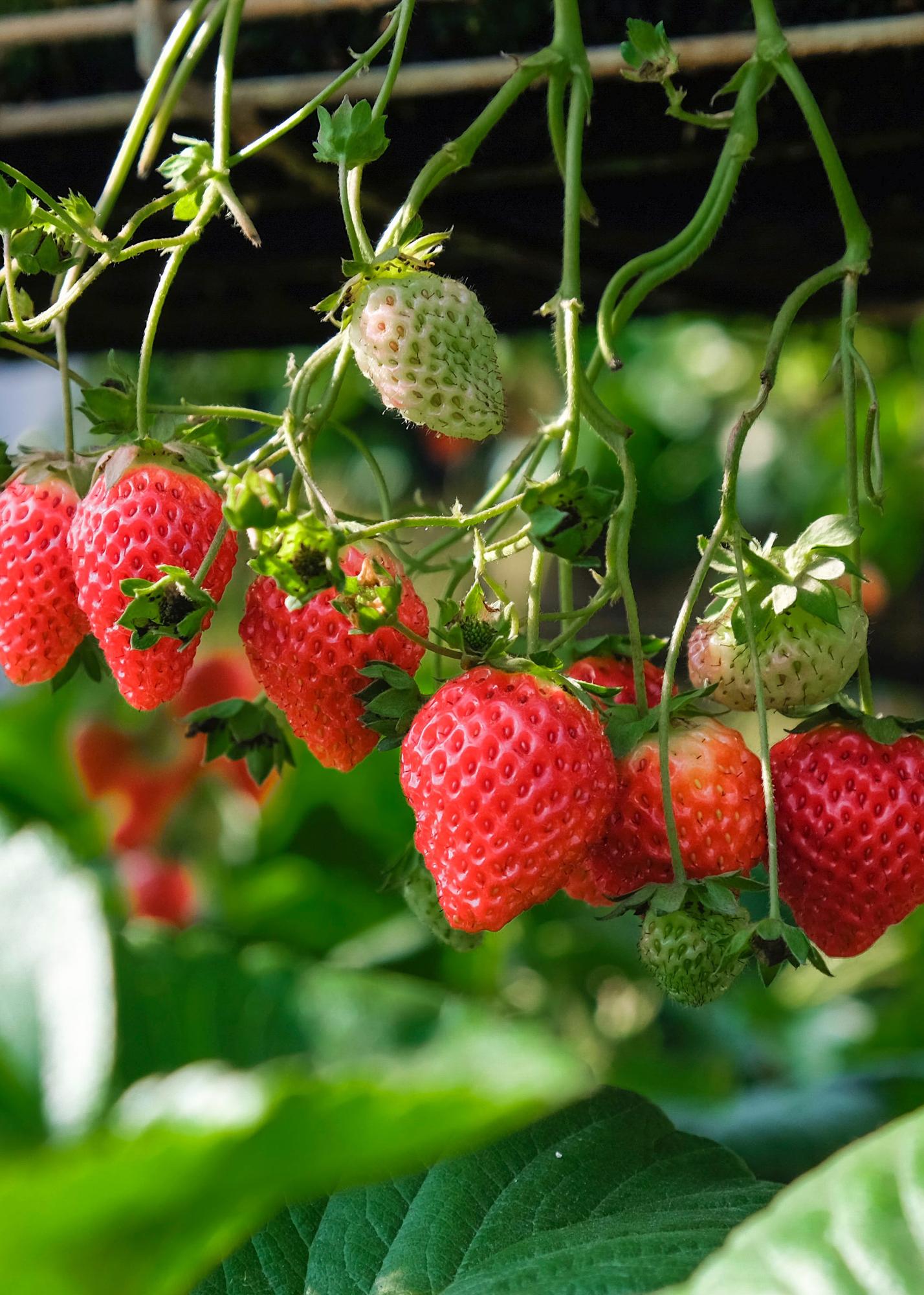 Erdbeere 'Delizzimo' Ø13cm – Bio-Beerenpflanze
