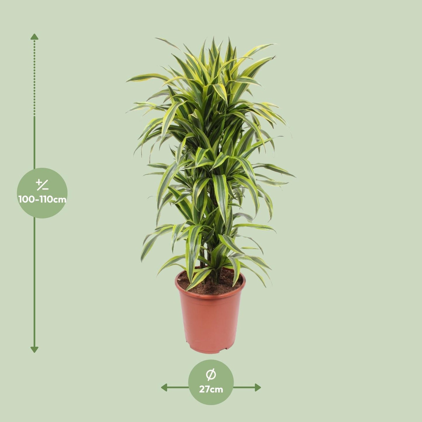 Dracaena Lemon Lime – Pflegeleichte Zimmerpflanze Ø27cm