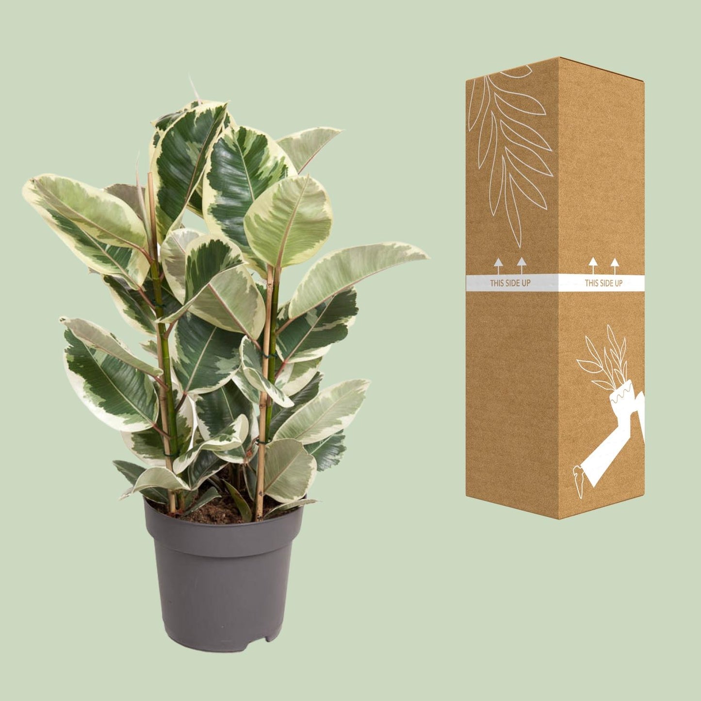 Ficus Elastica Tineke – Pflegeleichter Gummibaum Ø27cm
