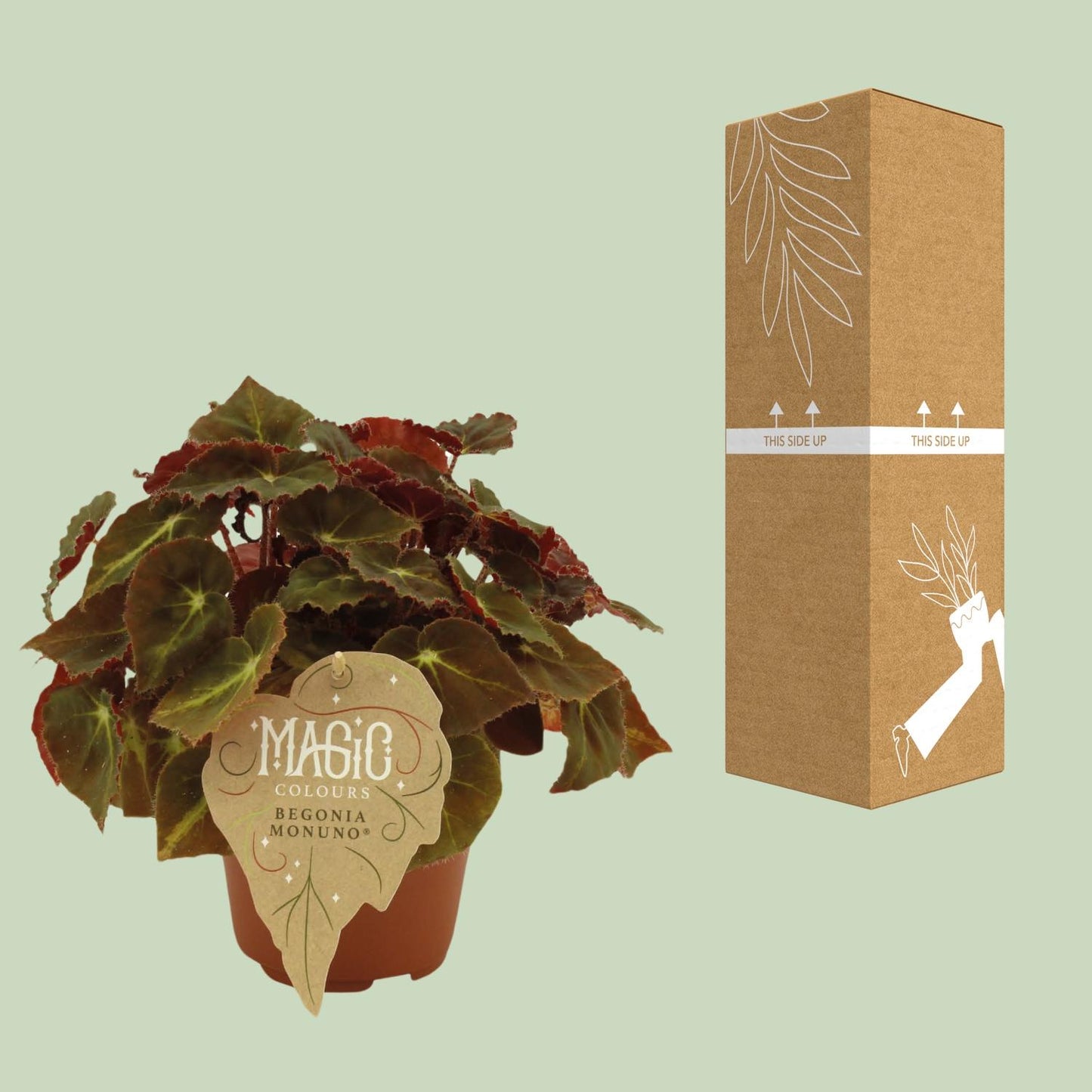 Begonia Rex Montuno – Farbige, pflegeleichte Begonie Ø12 cm