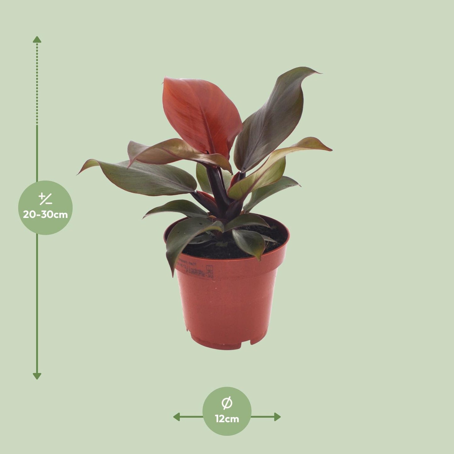 Philodendron Imperial Red – Exotische Zimmerpflanze Ø12cm