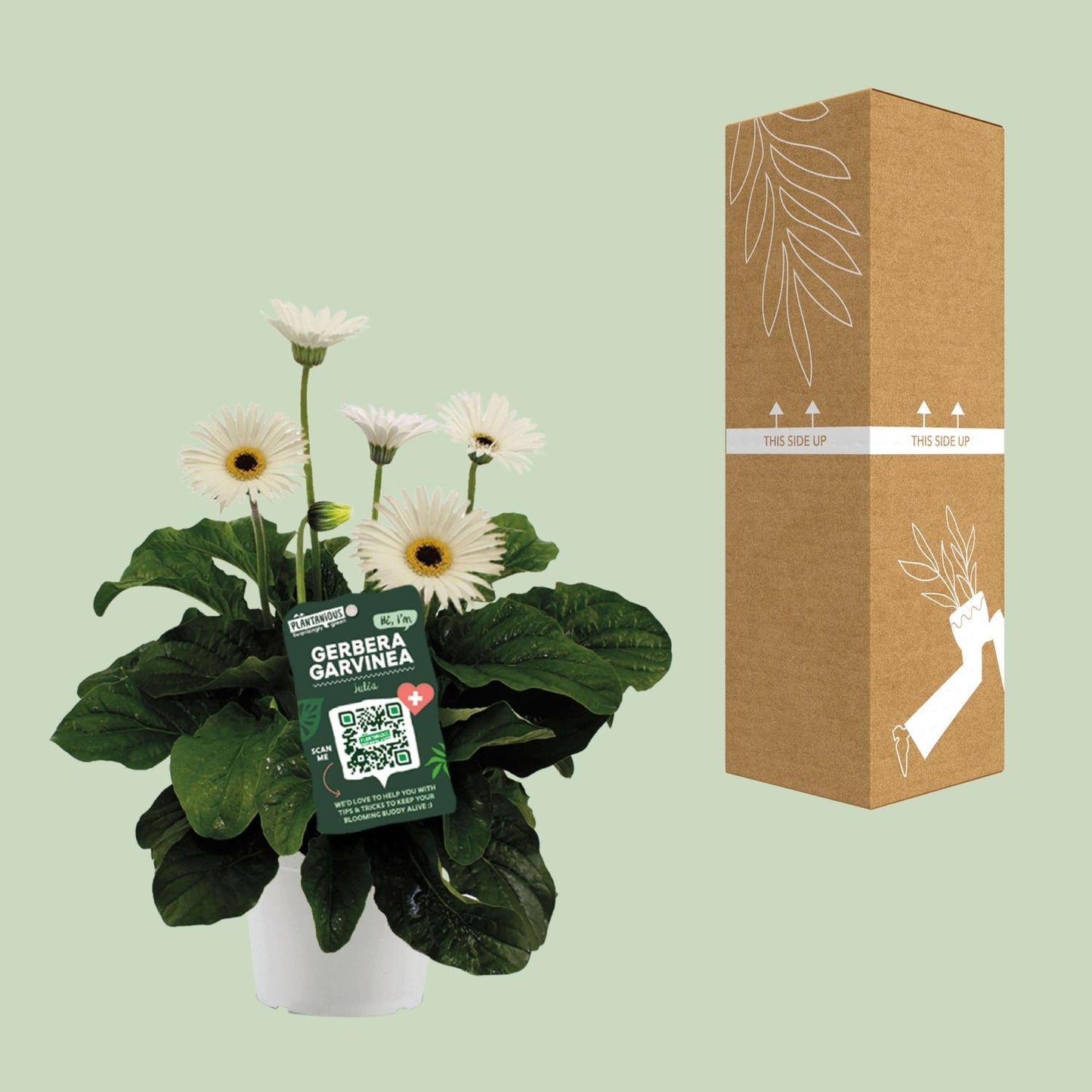 Garvinea Gerbera Wit – Pflegeleichte Gartenblume Ø19cm