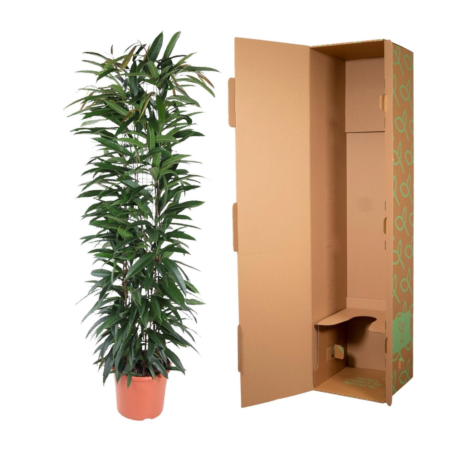 Ficus Alii King – Pflegeleichte elegante Zimmerpflanze 150 cm