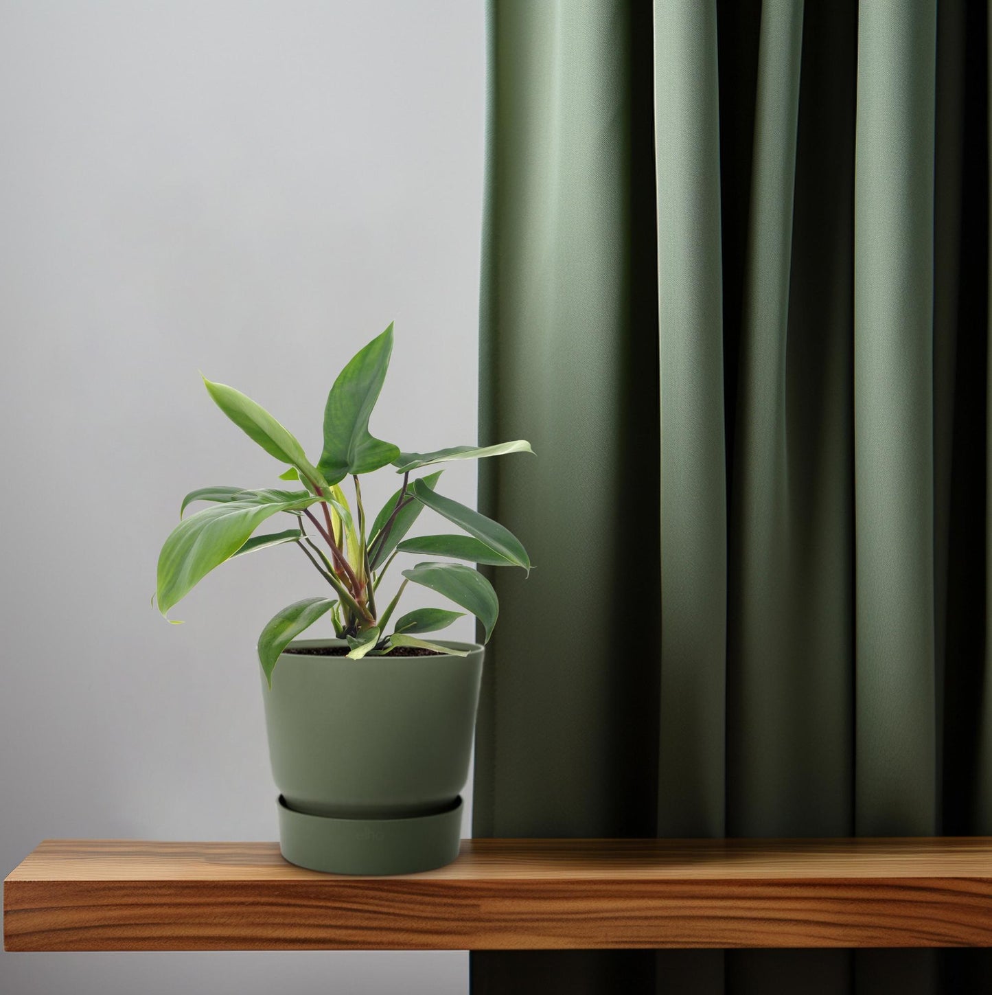 Philodendron Florida Green – Pflegeleichte Zimmerpflanze Ø12cm