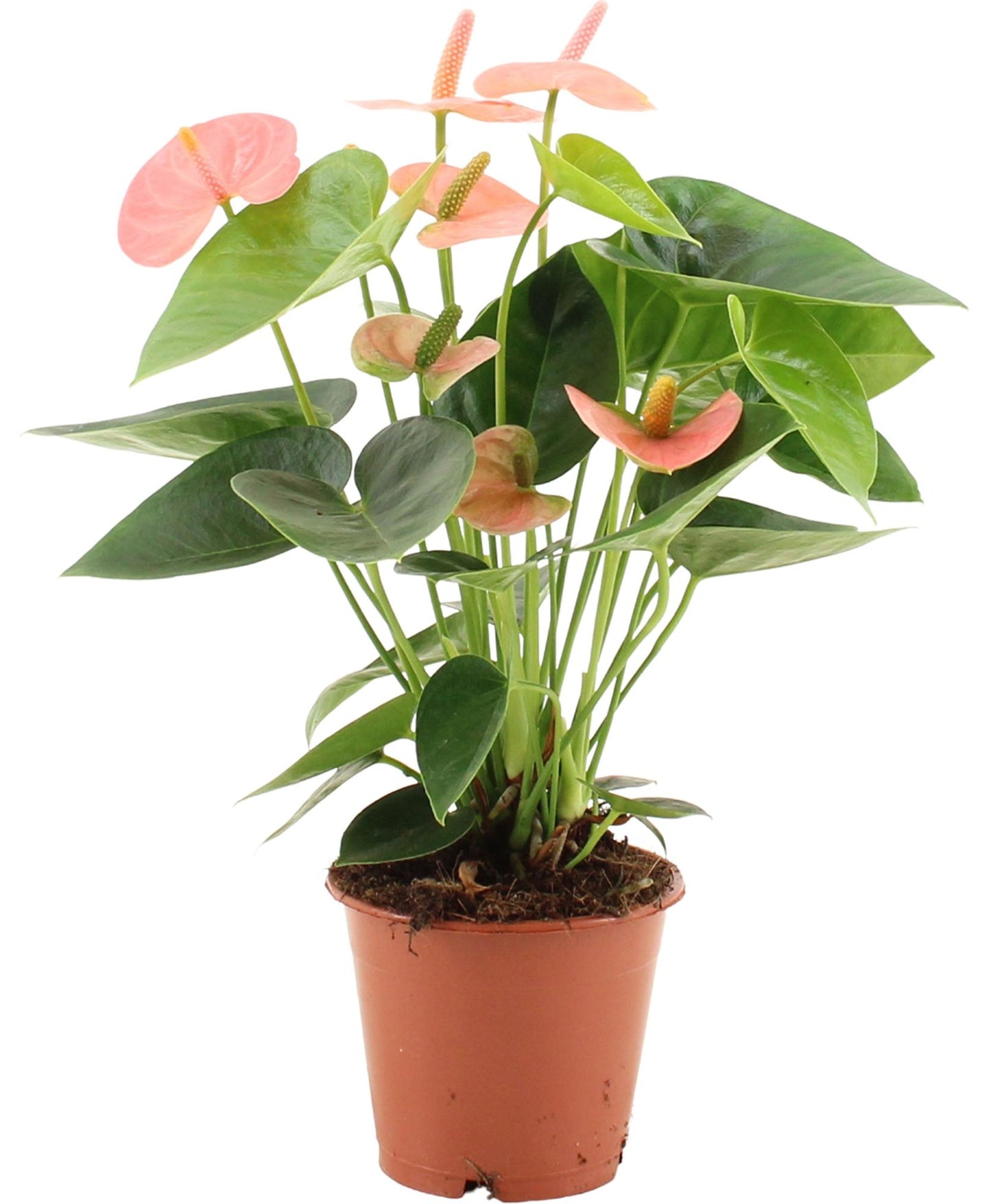 Anthurium Spirit im Transparent Sleeve – Ø12 cm, ca. 37 cm Höhe