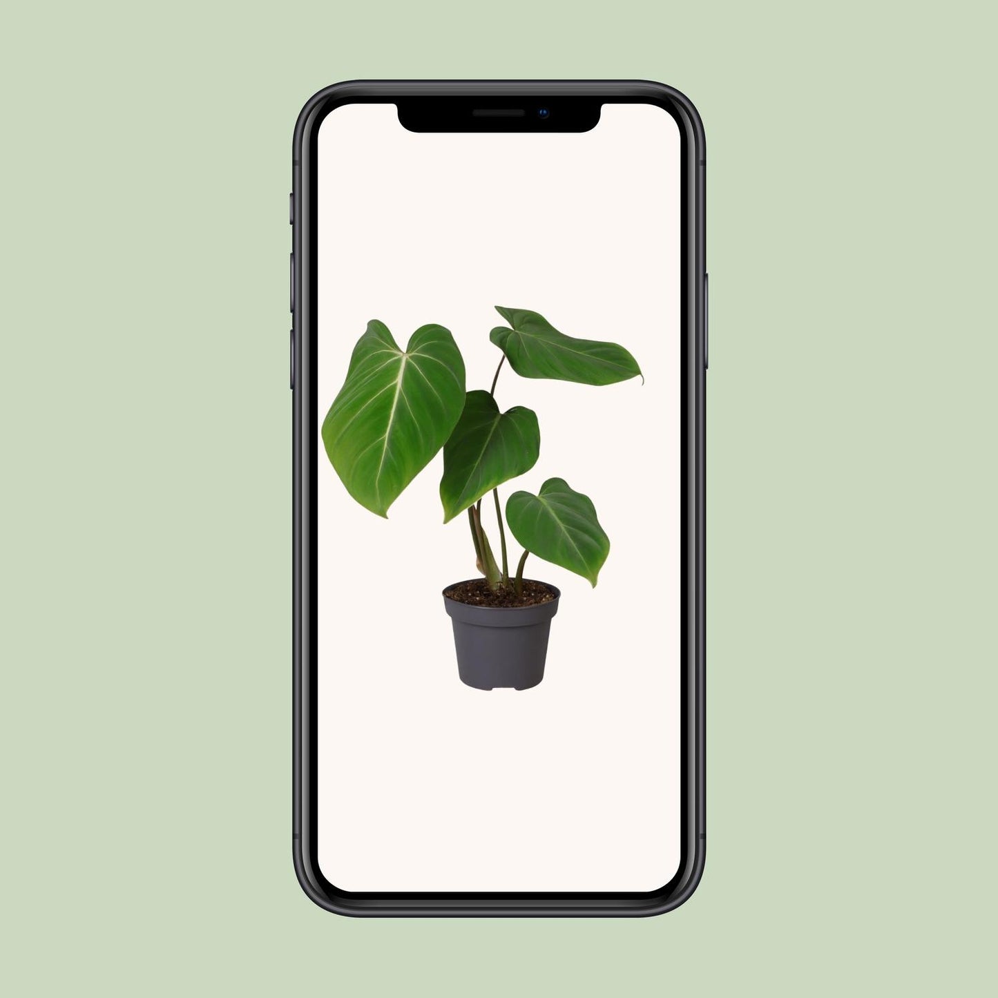 Philodendron Gloriosum – Pflegeleichte Zimmerpflanze Ø12cm