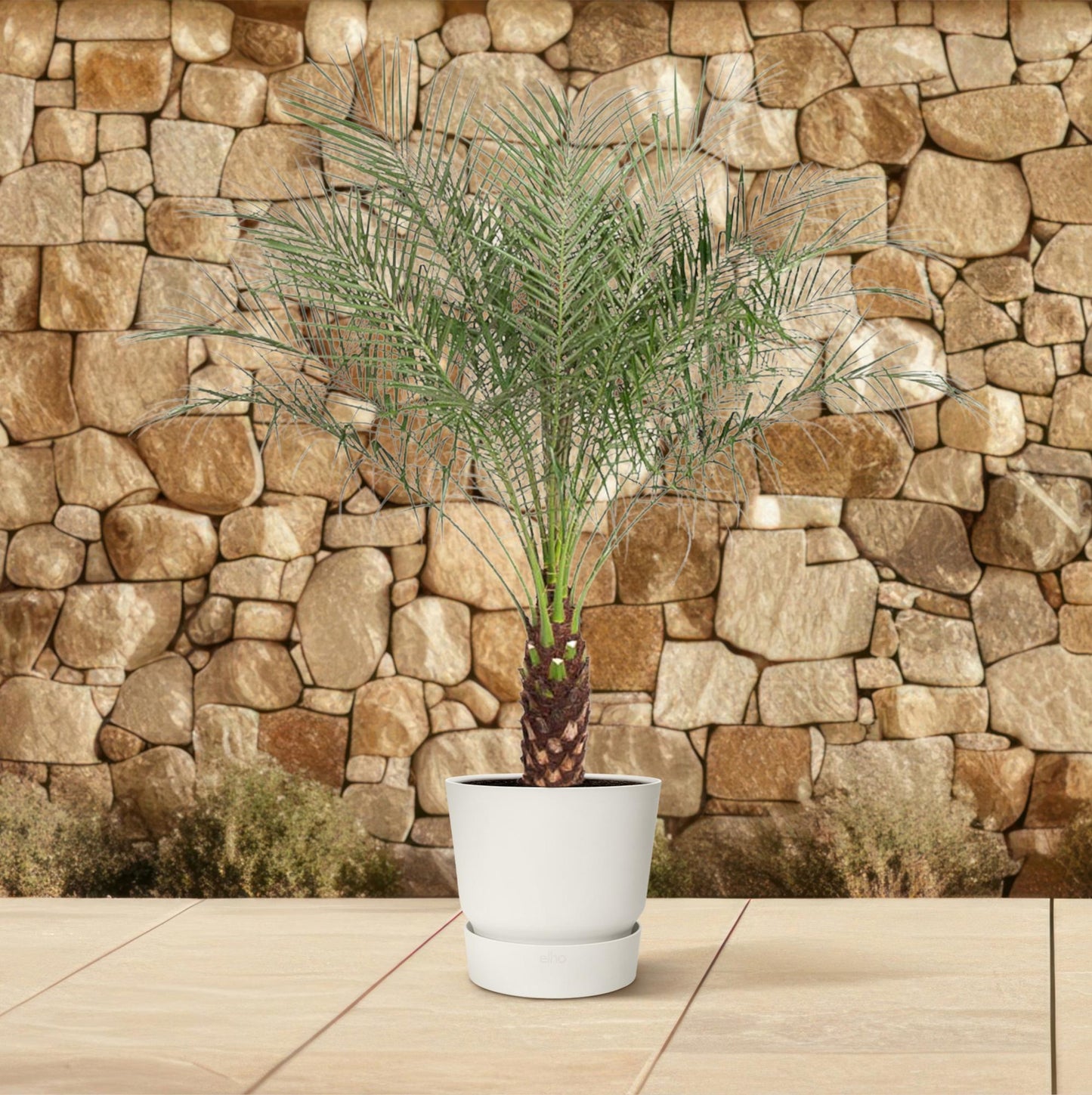 Phoenix Roebelenii – Kanarische Dattelpalme 160 cm