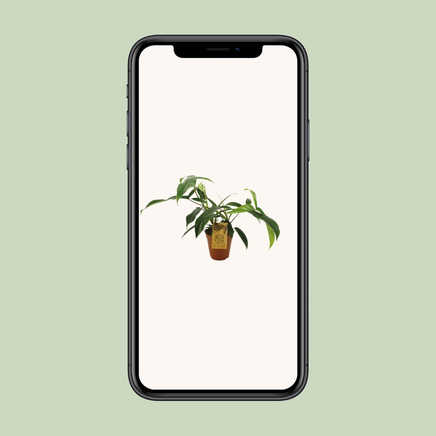 Philodendron 'Bette Waterbury' – 50 cm pflegeleichte Zimmerpflanze