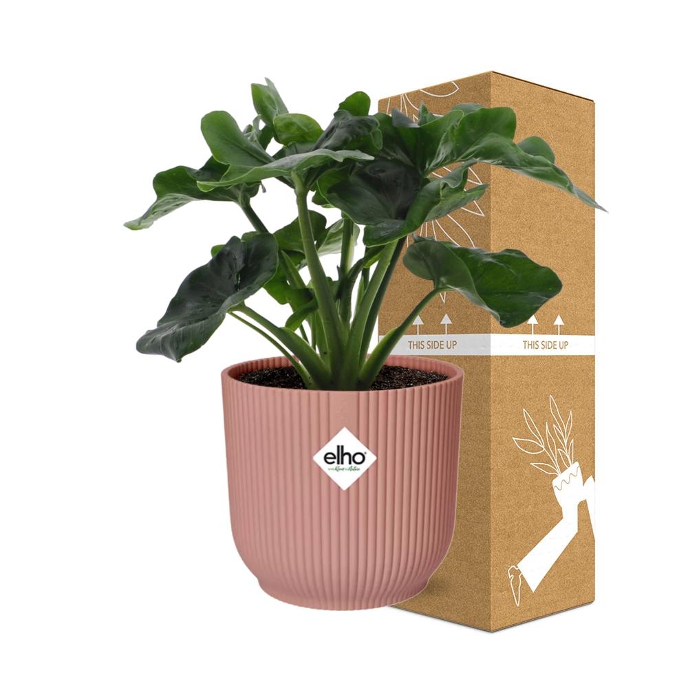 Philodendron Atom in ELHO Vibes Fold 14cm rosa