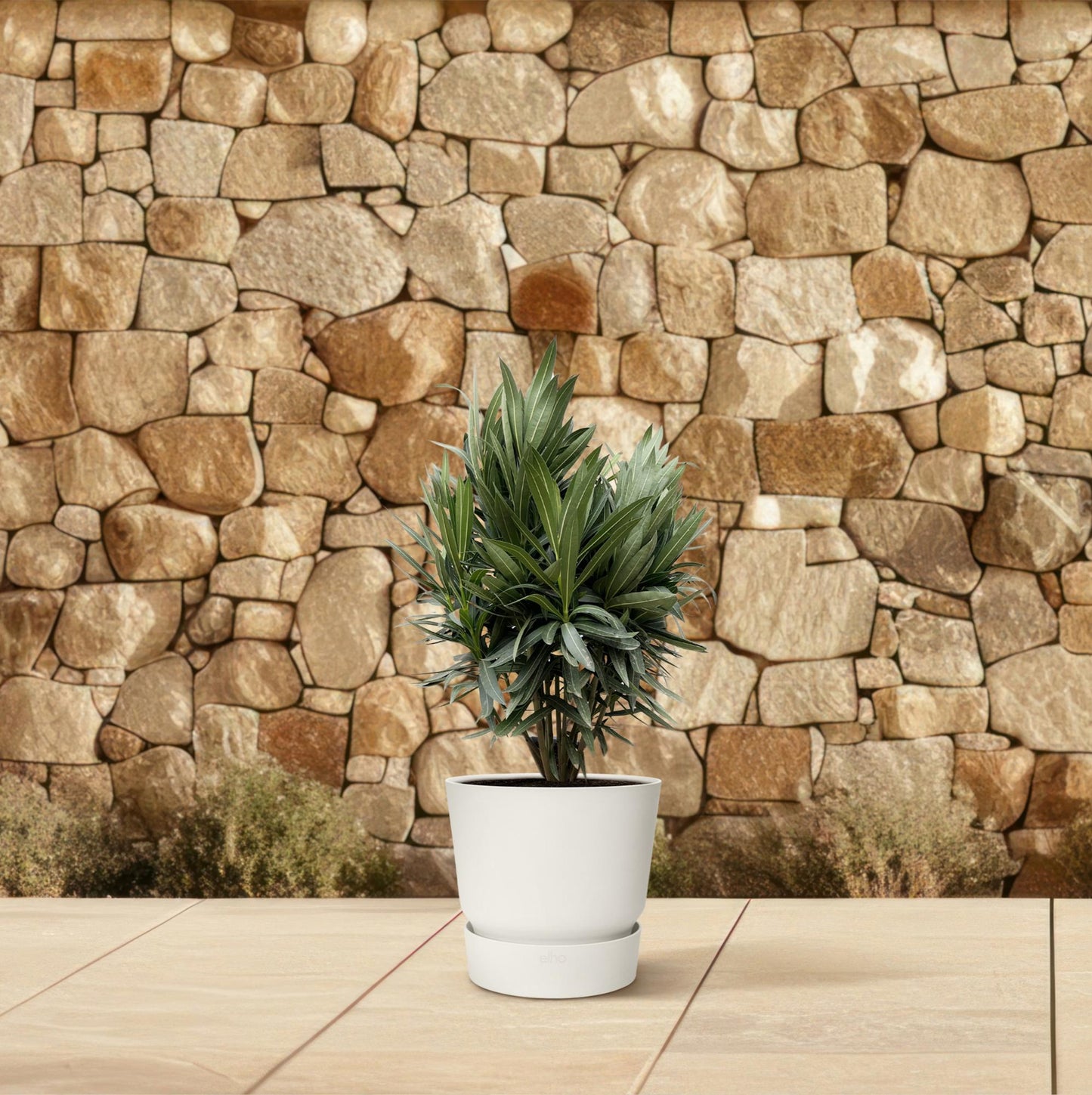 Nerium Oleander Strauch mit roten Blüten – 70 cm, Ø19 cm