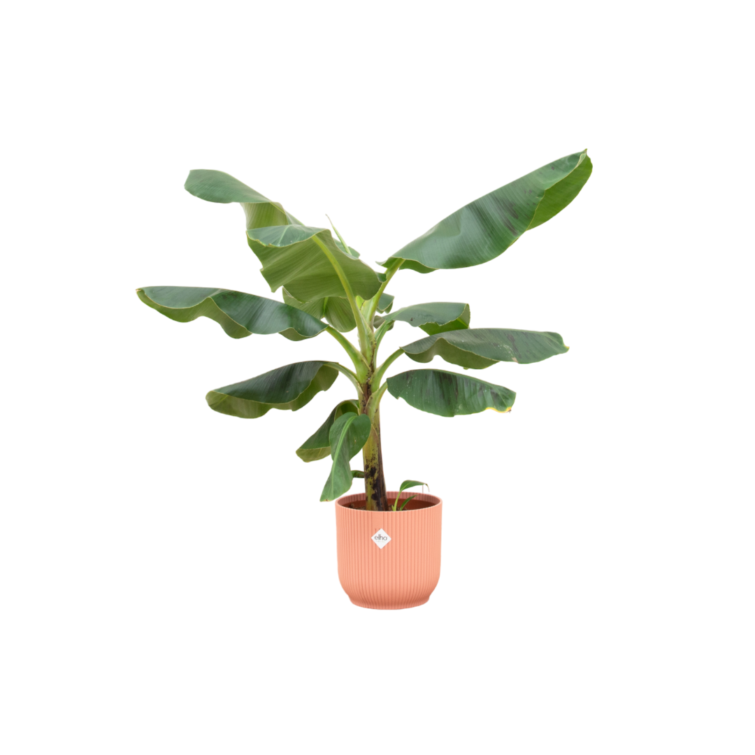 Bananenpflanze (Musa) im elho Vibes Fold Round Topf Ø22 cm