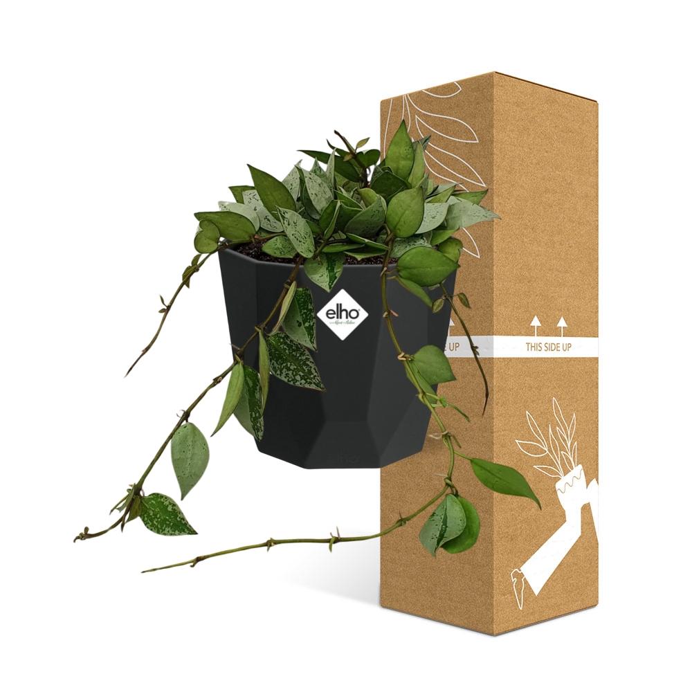 Hoya Krohniana Eskimo – pflegeleichte Wachsblume 14 cm