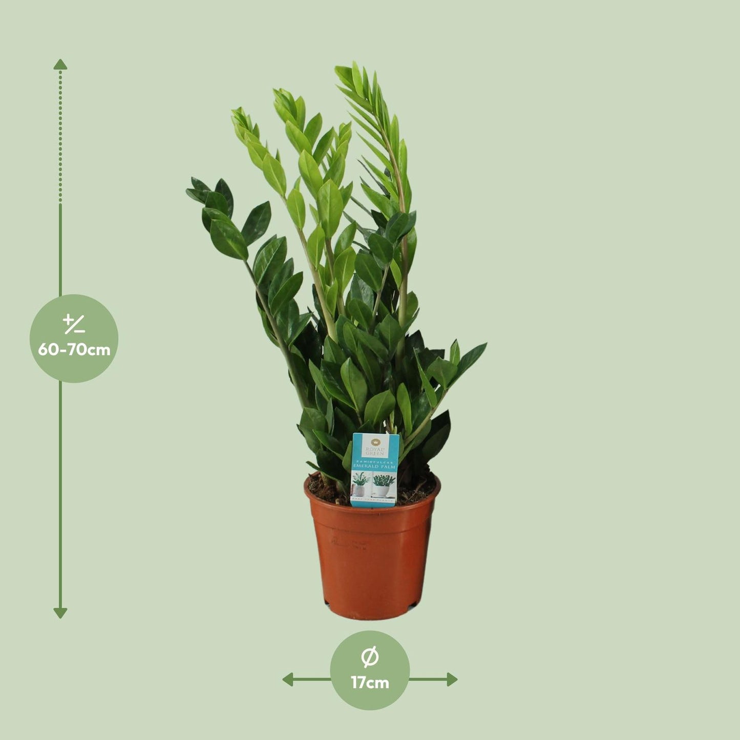 Zamioculcas Zamiifolia – Pflegeleichte Zimmerpflanze Ø17cm