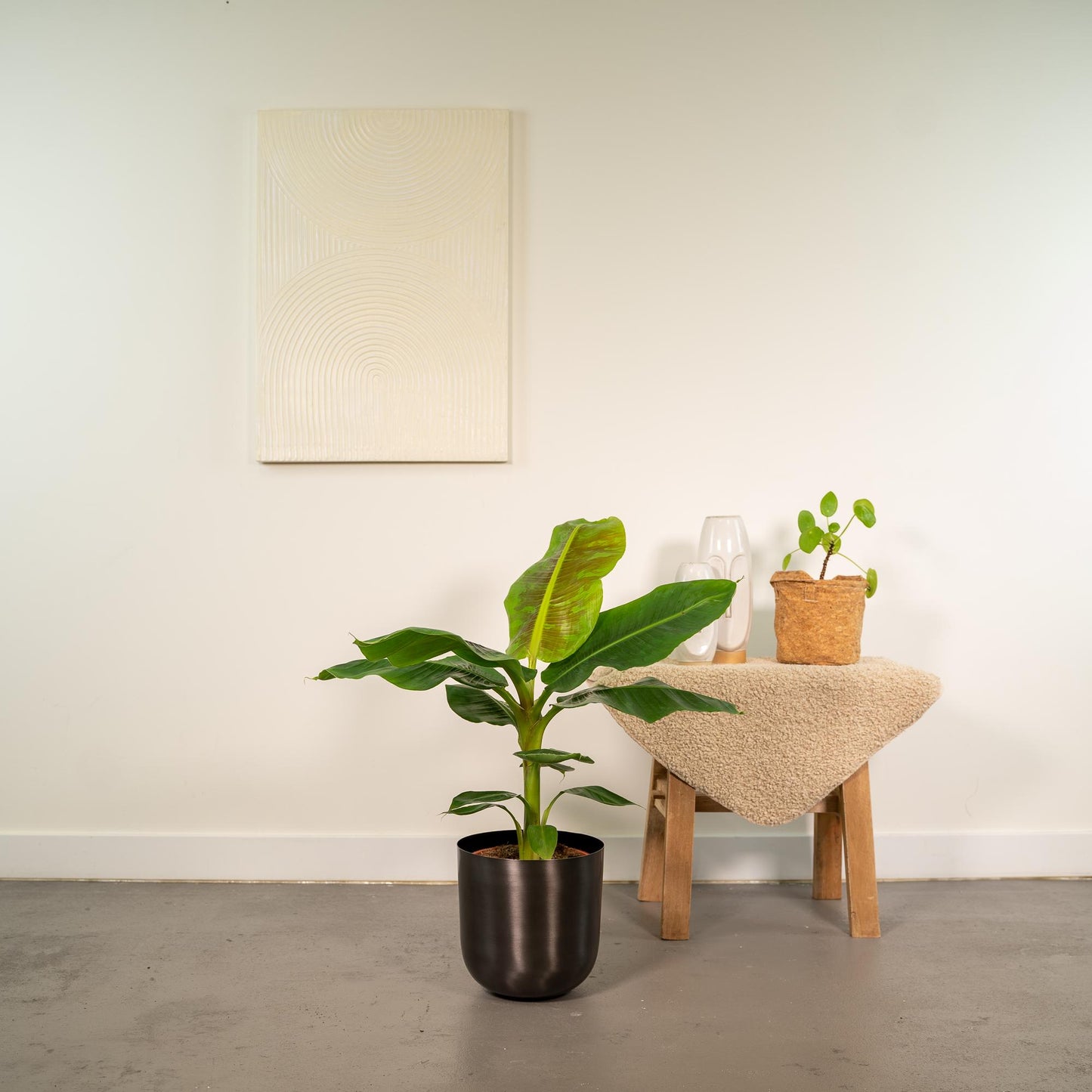 Zwerg-Banane 'Cavendish' – Tropische Zimmerpflanze Ø21cm