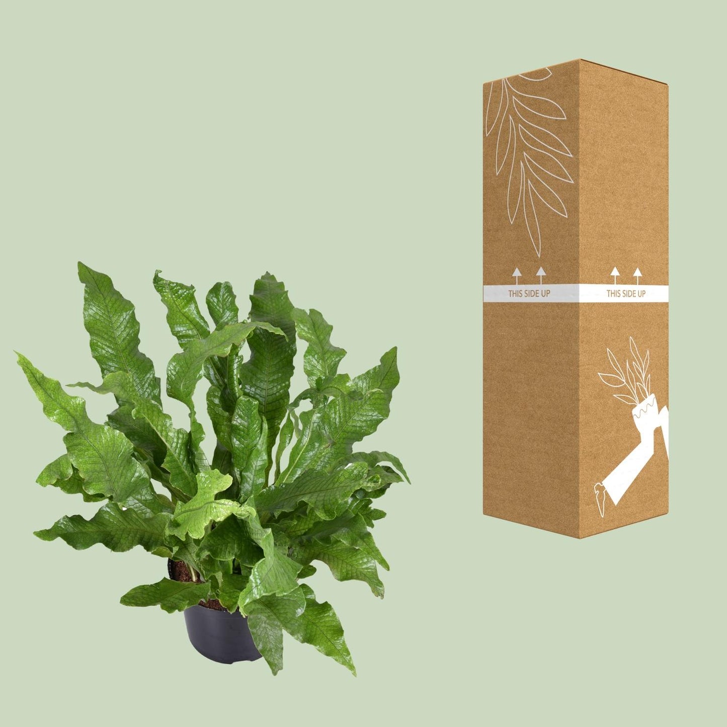 Microsorum diversifolium – Känguru-Farn Ø23cm, 60cm hoch