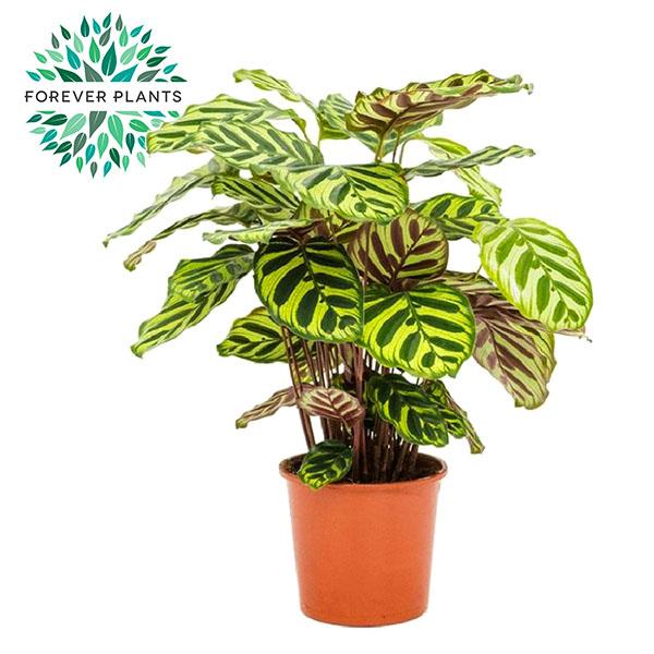 Calathea Makoyana – Pfauenpflanze Ø17cm, 55cm hoch