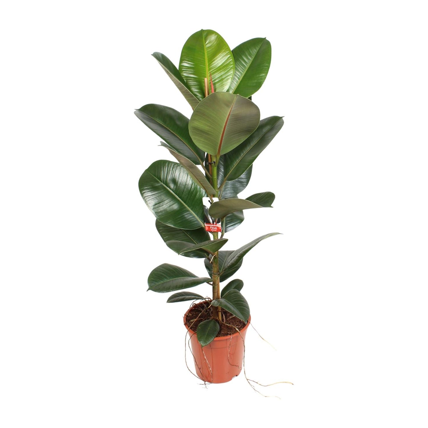Ficus Elastica Robusta – Pflegeleichte Zimmerpflanze Ø21 cm