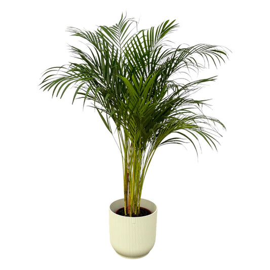 Areca-Palme 130 cm im elho Vibes Fold Round Topf Weiß