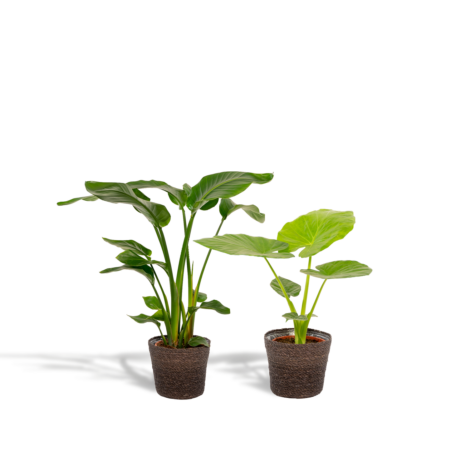 Zimmerpflanzen-Set: Strelitzia Nicolai & Alocasia Macrorrhiza mit Korb