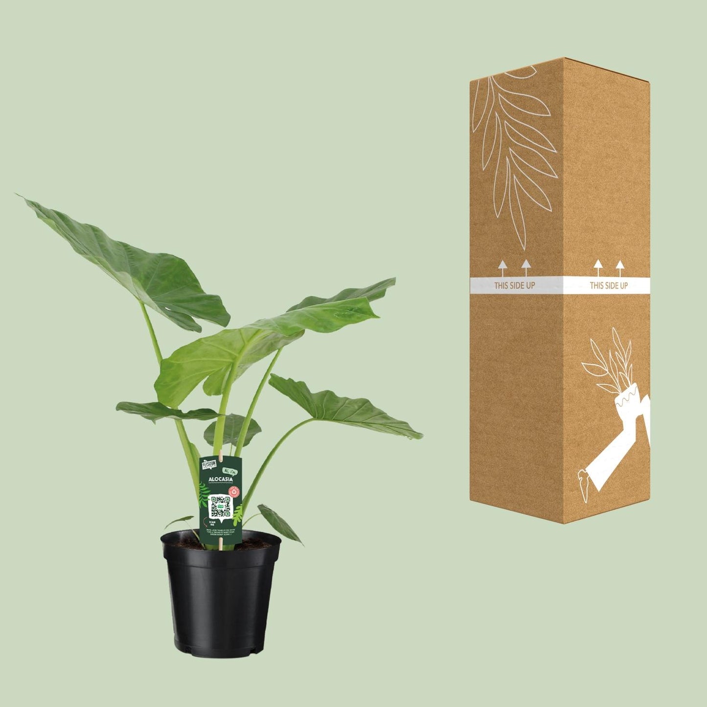 Alocasia Macrorrhiza – Exotische Zimmerpflanze Ø19cm, 70cm hoch