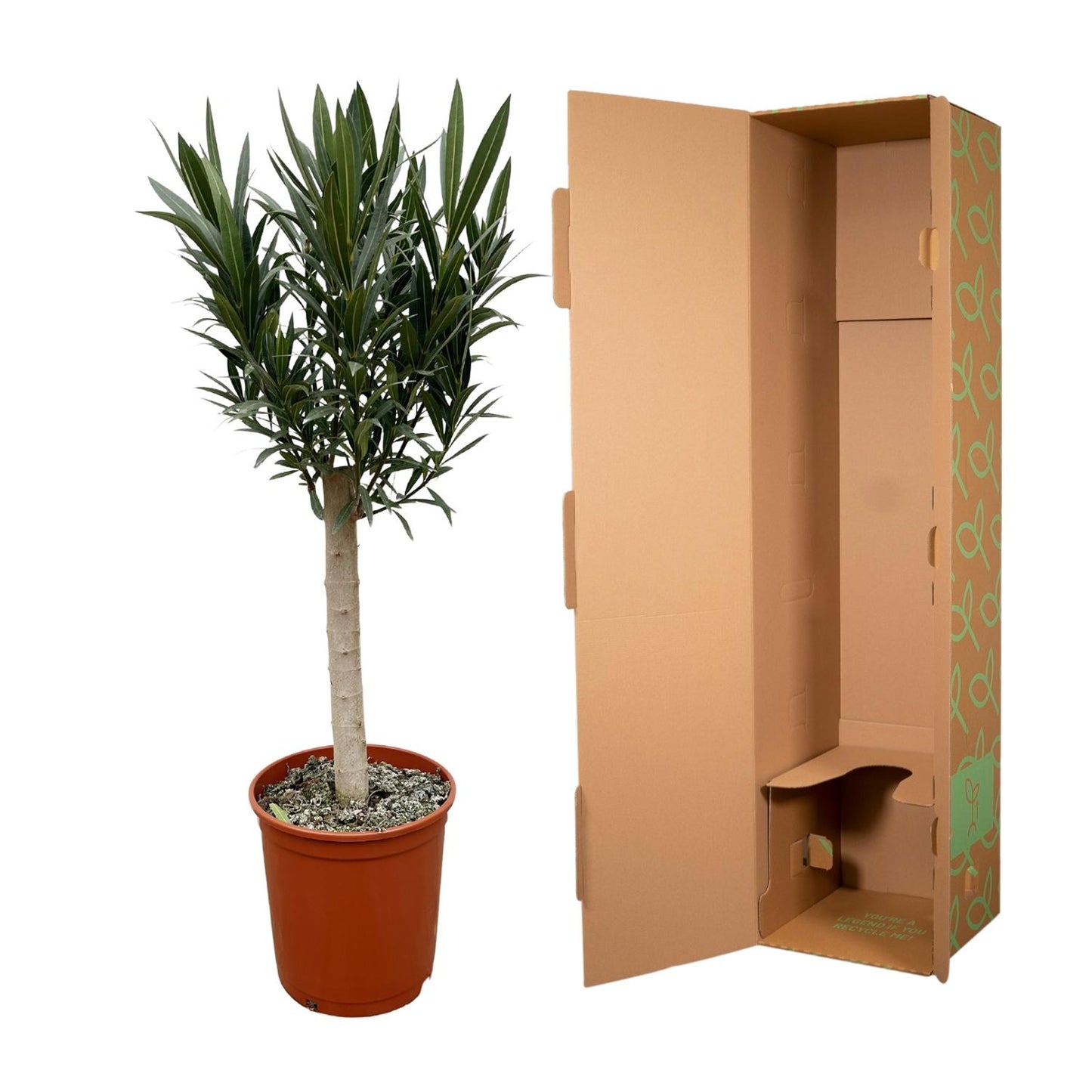 Nerium Oleander am Stamm mit roten Blüten – 110 cm