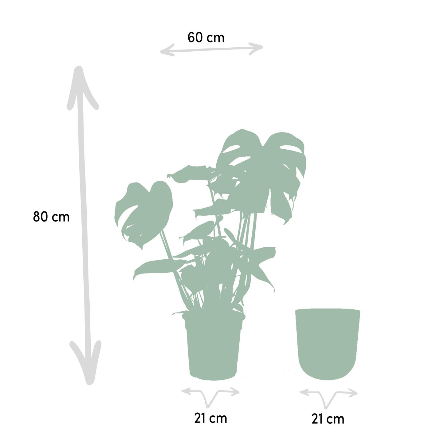 Monstera Deliciosa – Pflegeleichte Tropische Zimmerpflanze Ø21cm