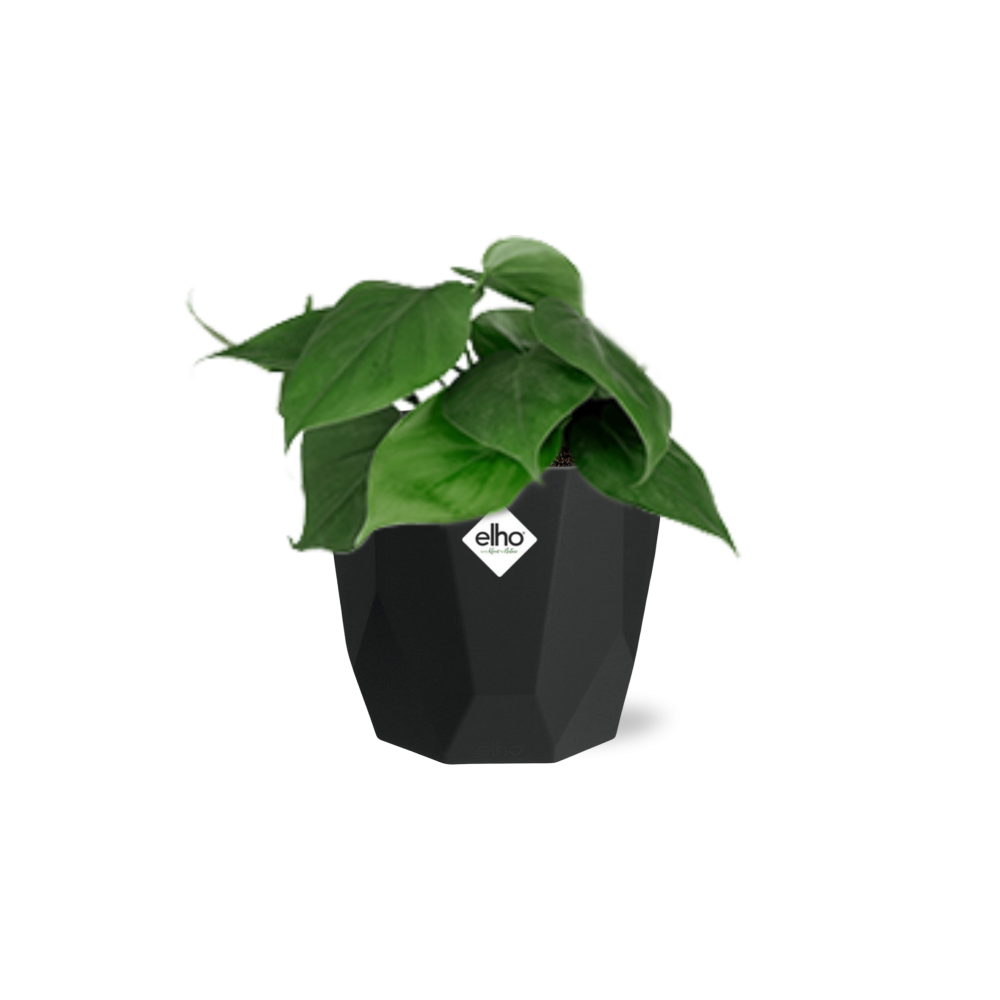 Philodendron Scandens – Pflegeleichte luftreinigende Zimmerpflanze 14cm