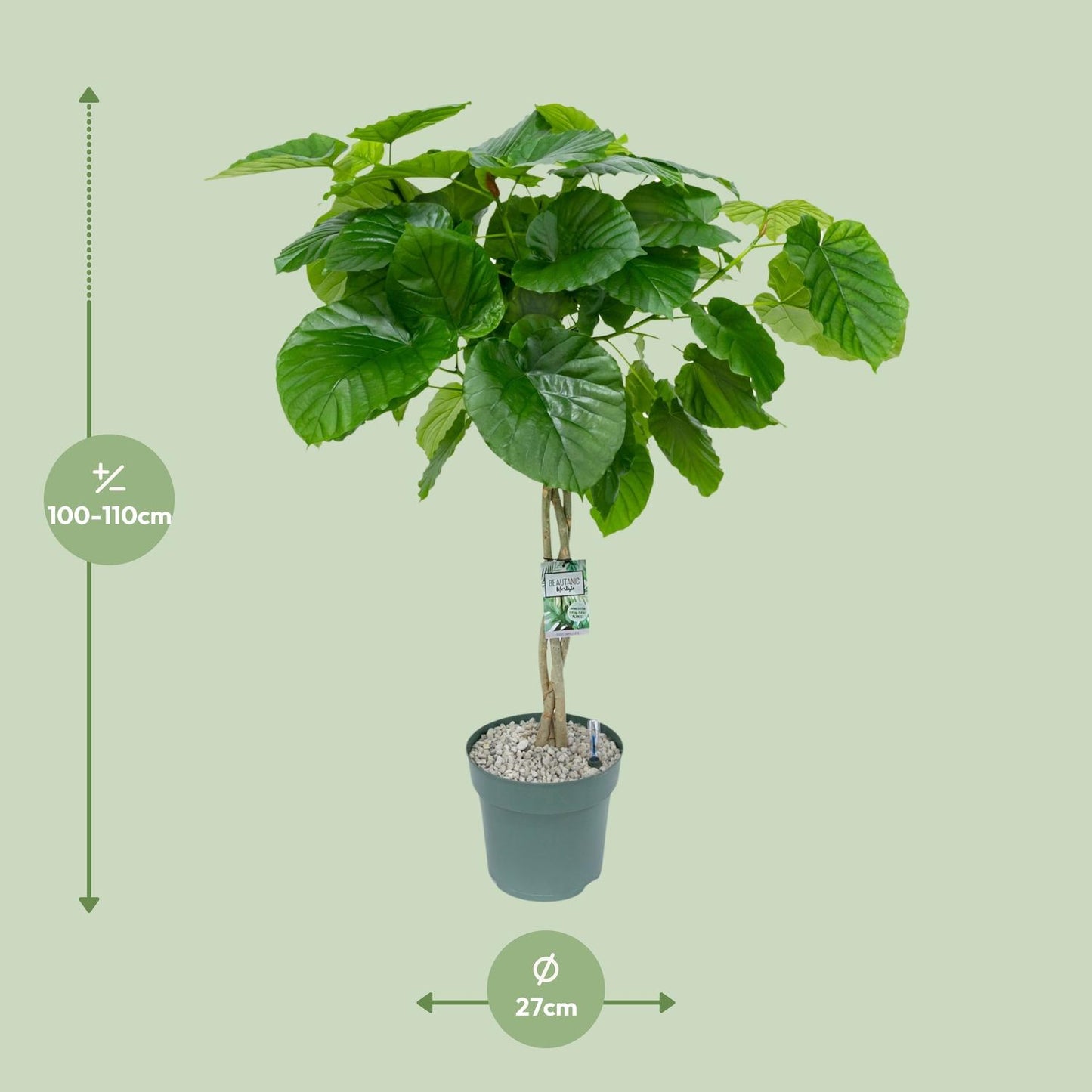 Ficus Umbellata Geflochten – 120 cm pflegeleichte Zimmerpflanze
