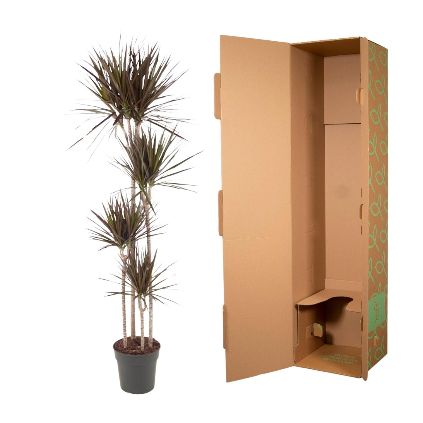 Dracaena Magenta – Tropische Zimmerpflanze 180 cm