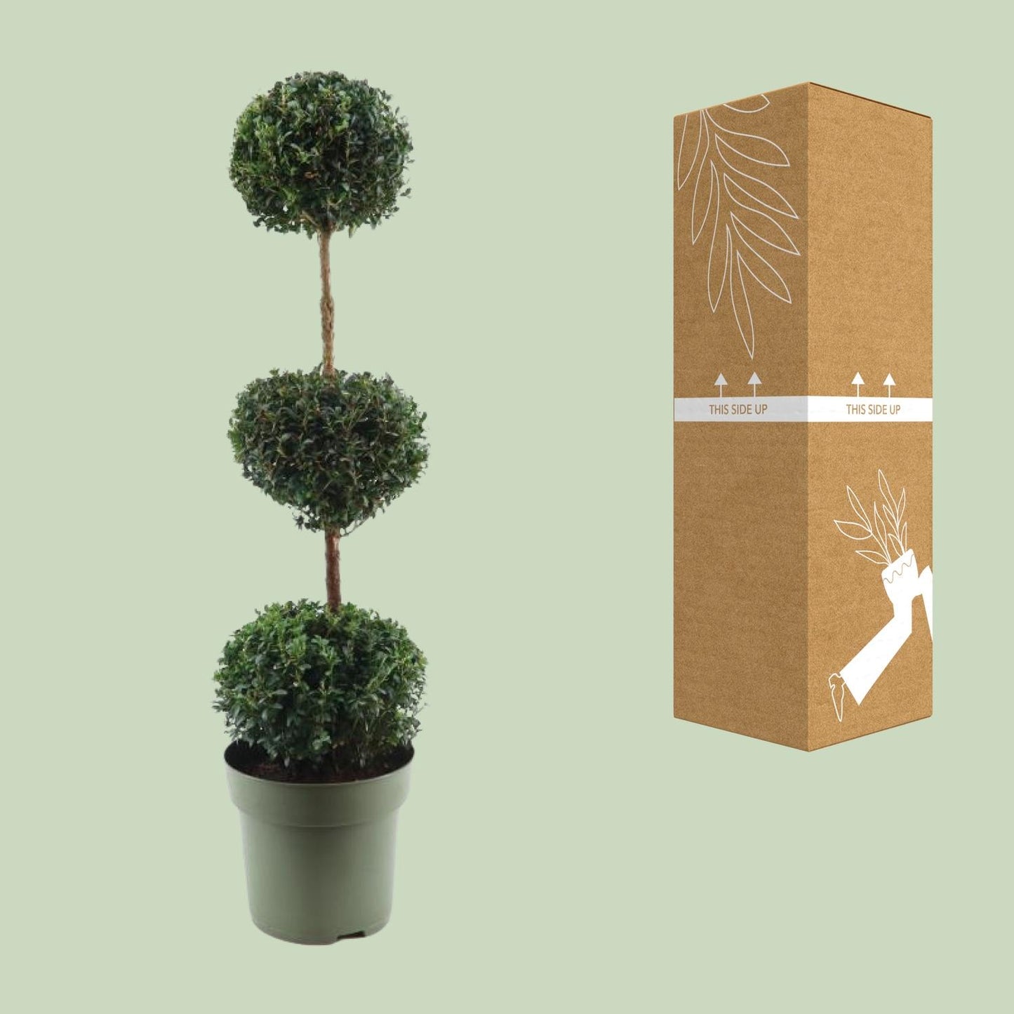 Buchsbaum Trio-Ball Ø27cm, 110cm hoch – Pflegeleichter Formschnitt-Klassiker