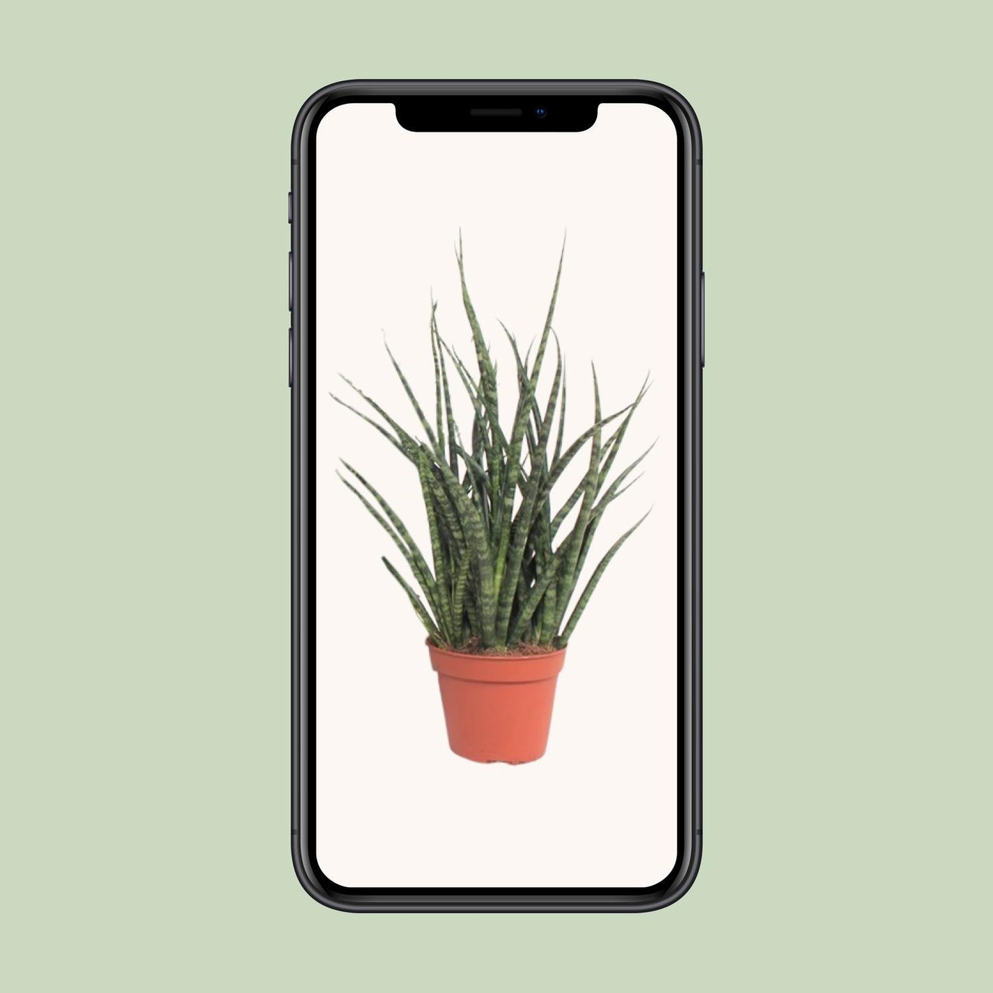 Sansevieria Fernwood Punk – Pflegeleichte Zimmerpflanze Ø12cm