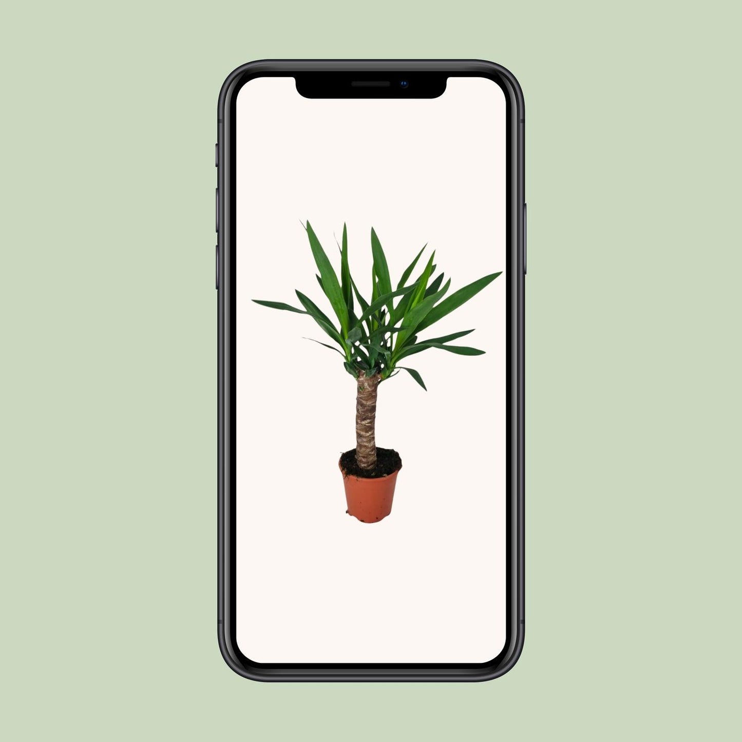 Yucca Zimmerpflanze – Ø14cm Topf, ca. 60cm hoch