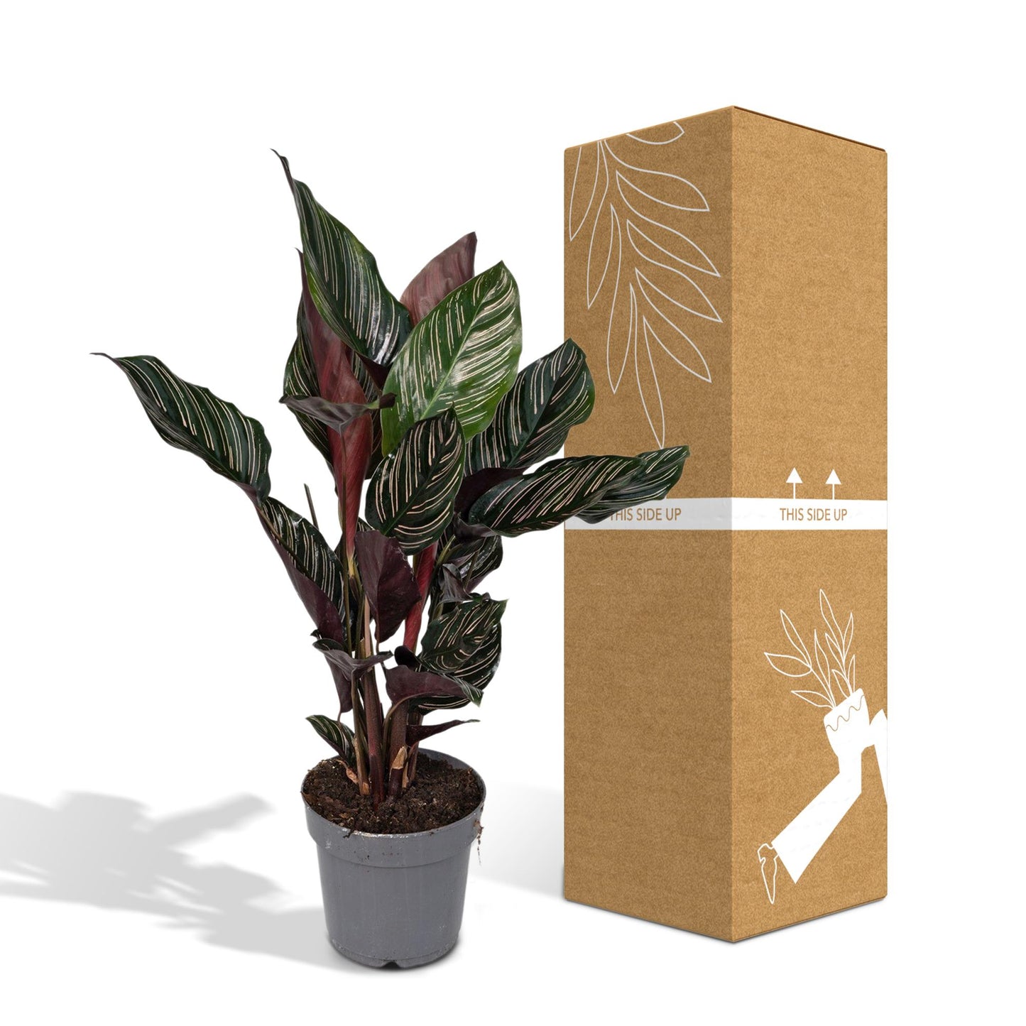 Calathea Ornata – Pflegeleichte Zimmerpflanze Ø14cm