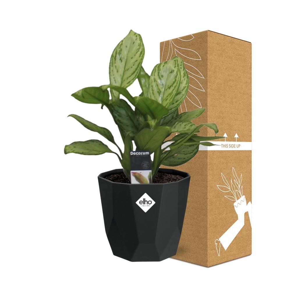 Aglaonema Christina – Pflegeleichte Luftreiniger-Pflanze 14cm