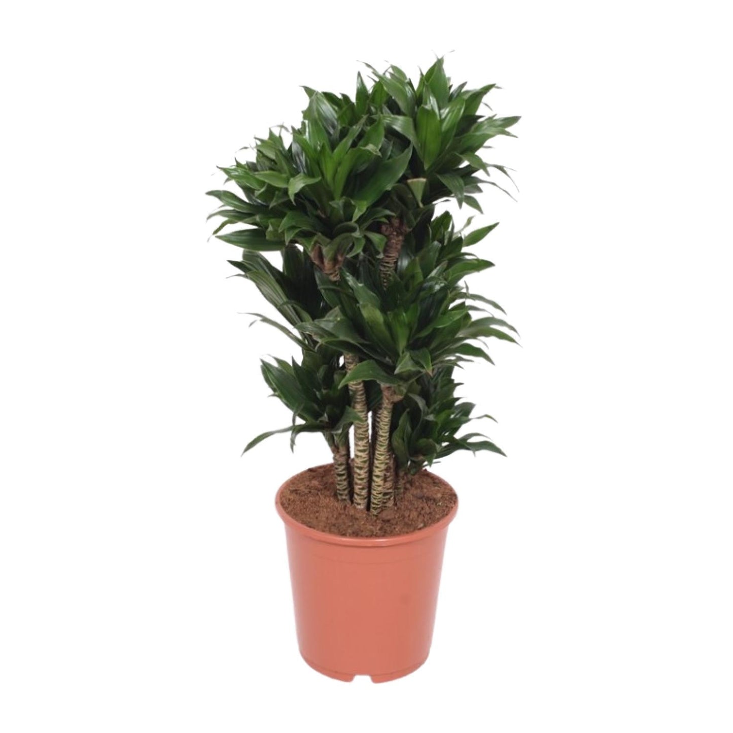 Dracaena Compacta – Pflegeleichter Drachenbaum Ø24cm