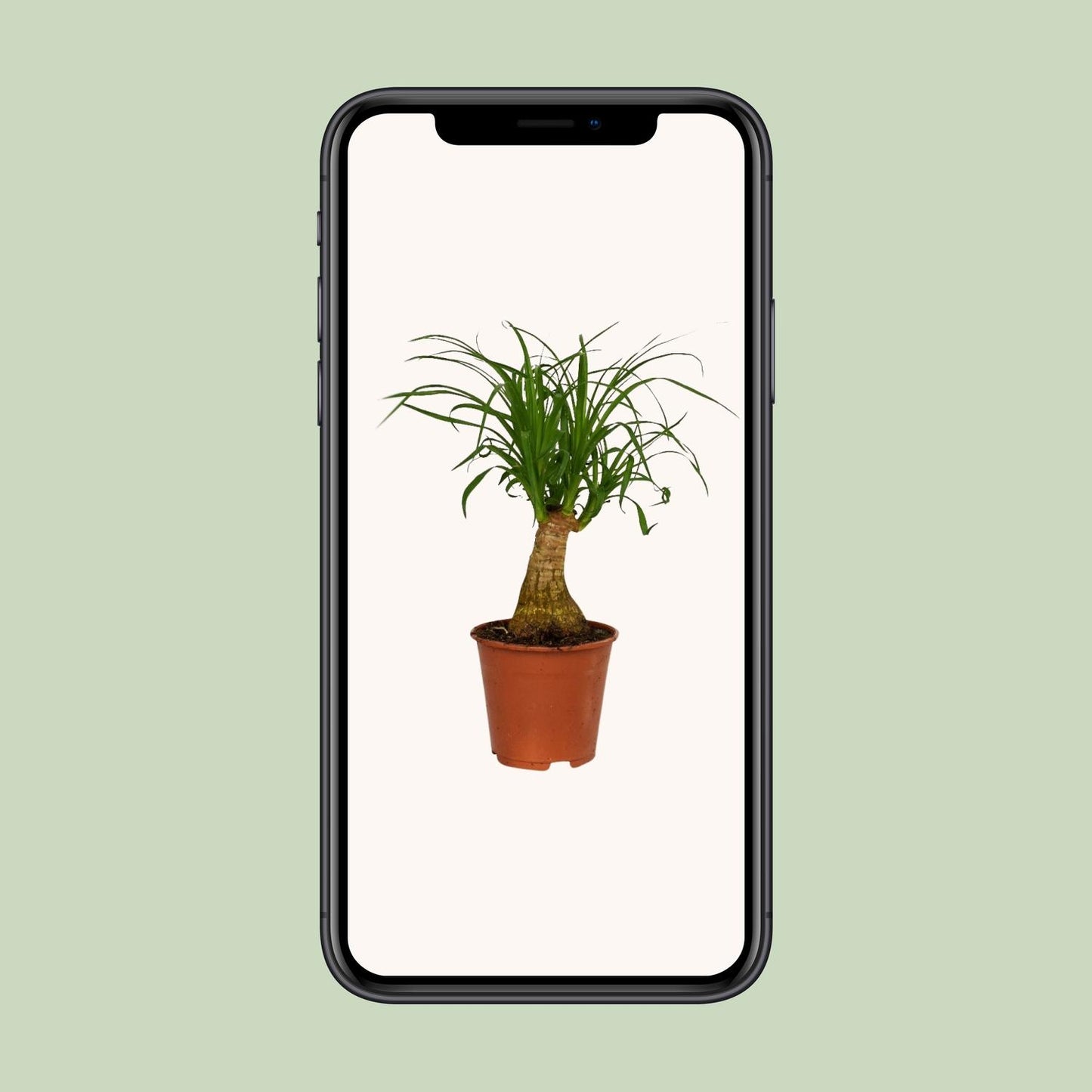 Beaucarnea Nolina – Pflegeleichter Elefantenfuß Ø14cm, 40cm hoch