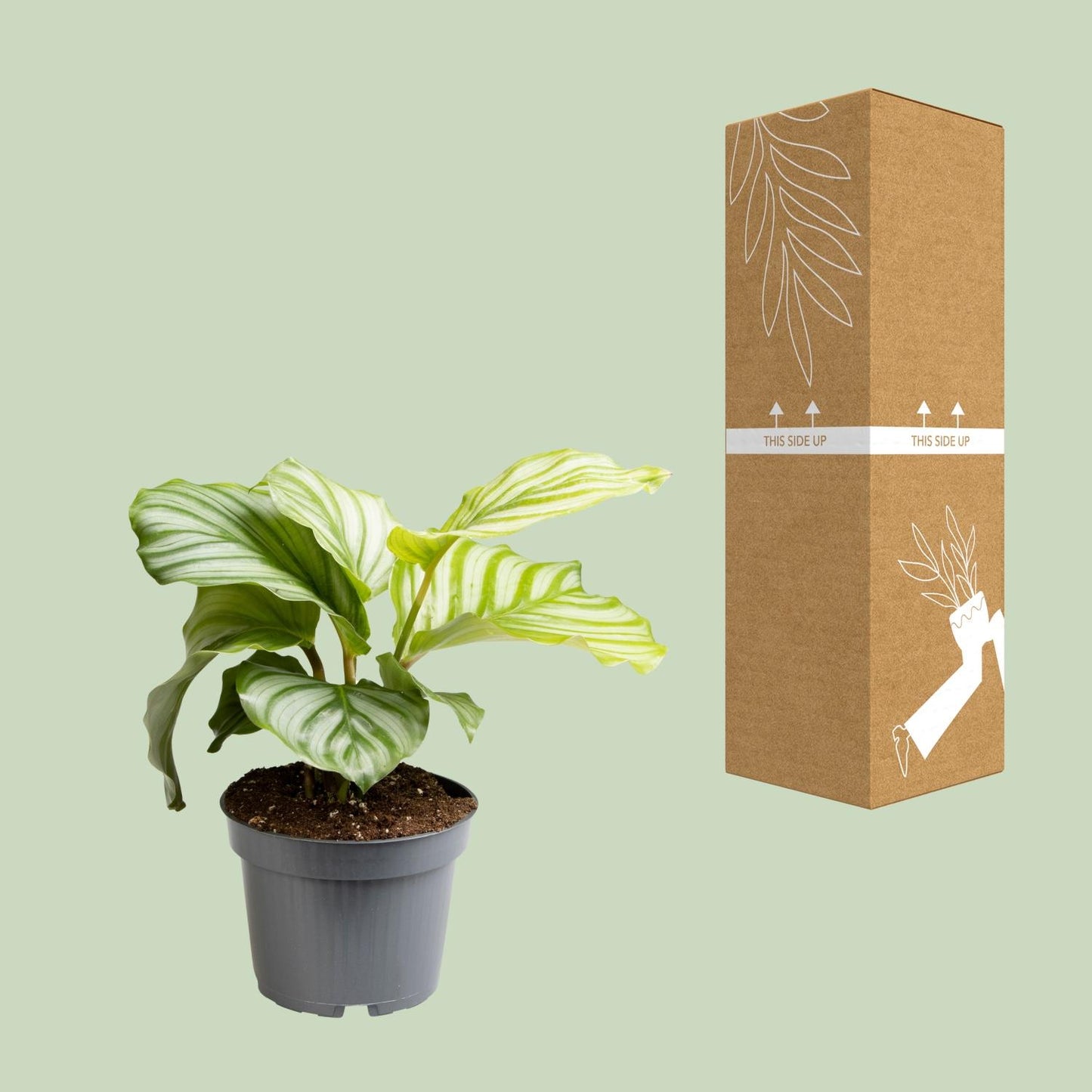 Calathea Orbifolia – Pflegeleichte Zimmerpflanze Ø12cm