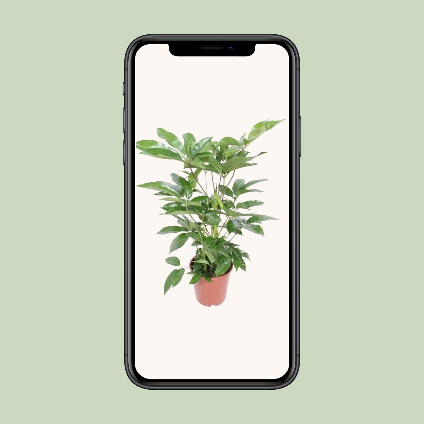 Schefflera Actinophylla Amate – Tropische Zimmerpflanze Ø24cm