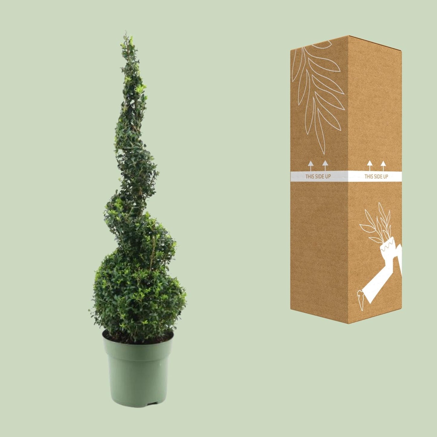 Buchsbaum Spiral 90 cm – Pflegeleichter Gartenklassiker