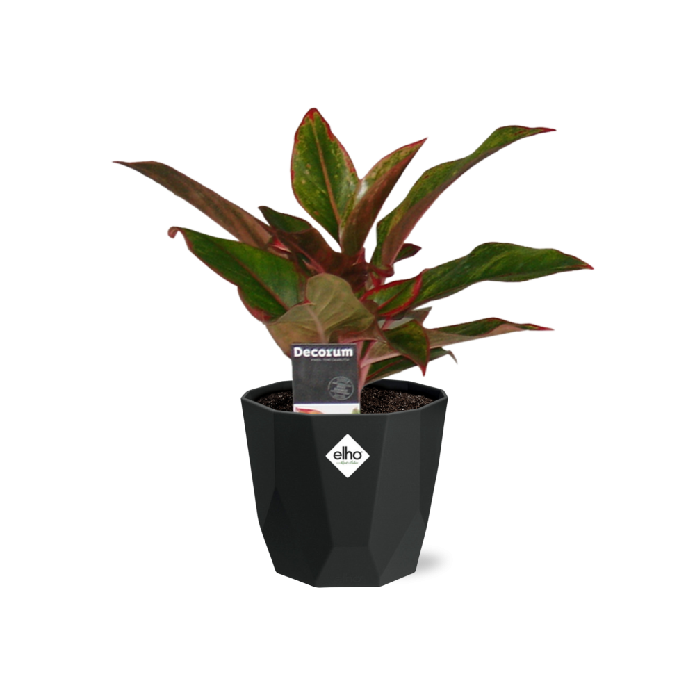Aglaonema Crete – Pflegeleichte Zimmerpflanze 14cm Topf