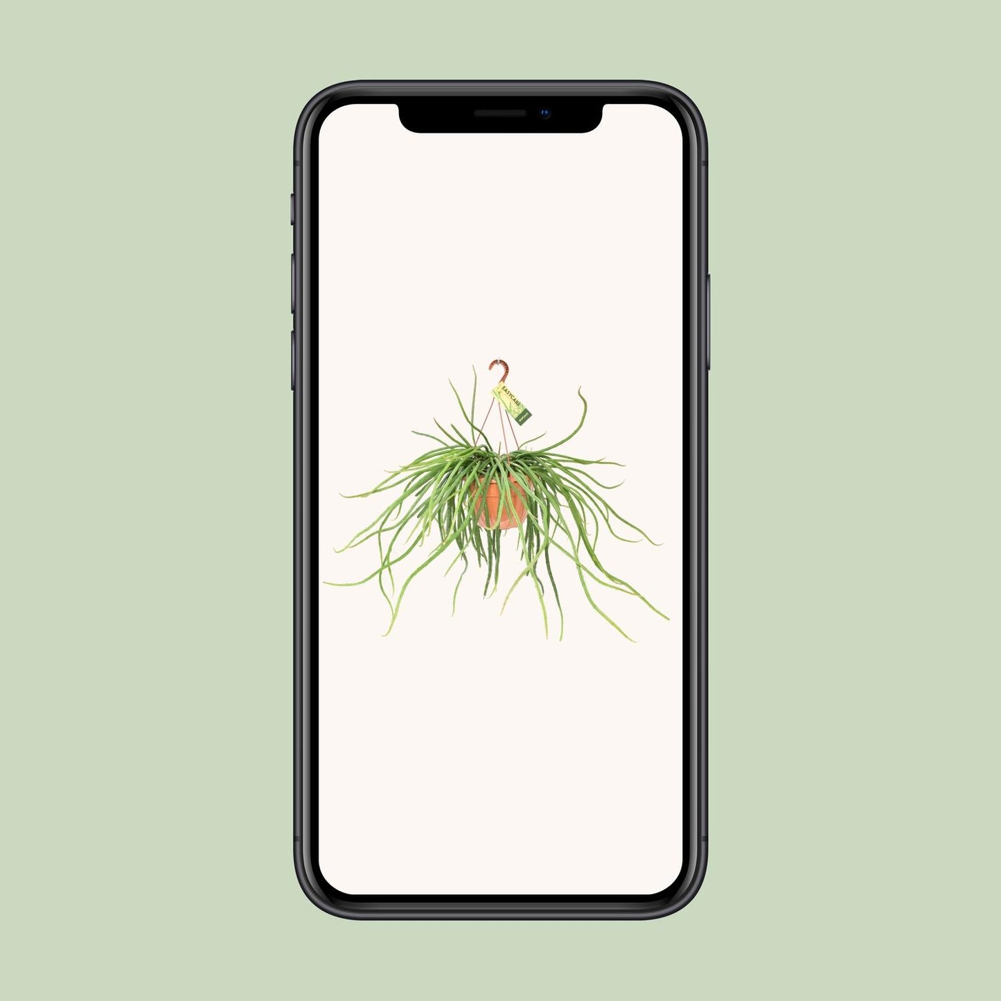 Rhipsalis Selenicereus Wercklei – Pflegeleichte Hängepflanze Ø21cm