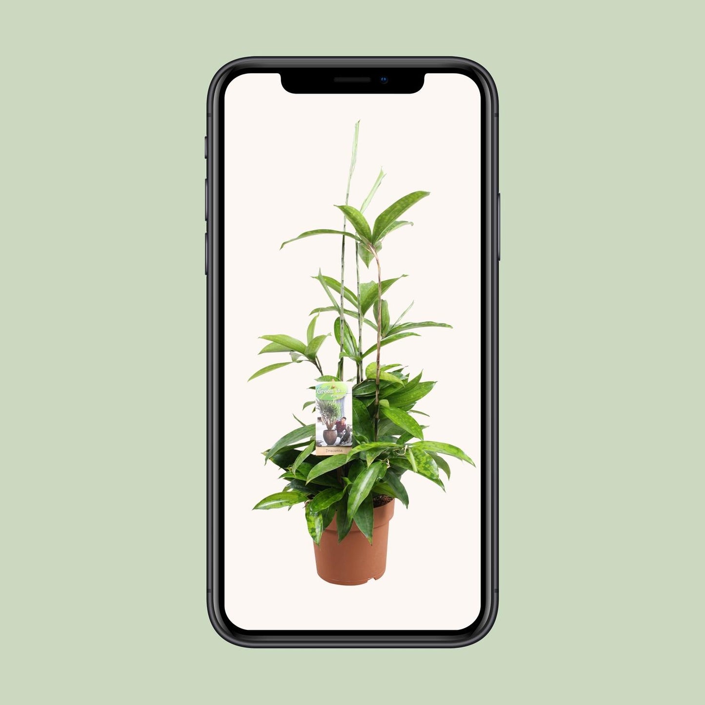 Dracaena Surculosa – Pflegeleichter Drachenbaum Ø17cm