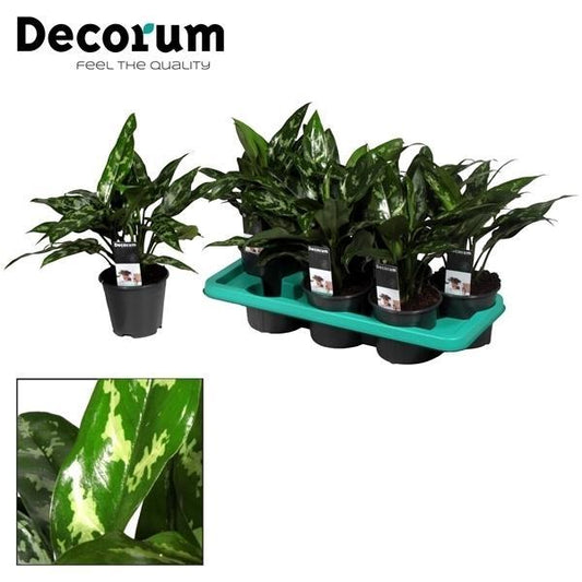 Aglaonema Maria – Pflegeleichte Trendpflanze Ø14cm