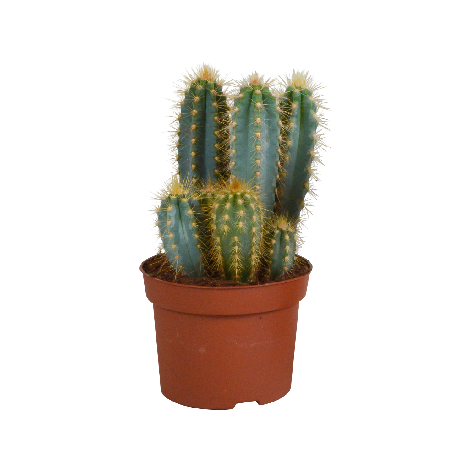 Pilosocereus azureus – Blauer Säulenkaktus 12 cm, pflegeleicht & robust
