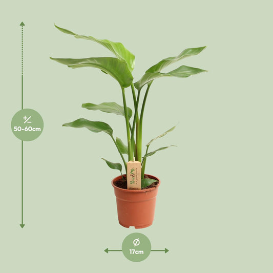 Strelitzia Nicolai – Pflegeleichte Paradiesvogel-Blume Ø17cm, 60cm hoch