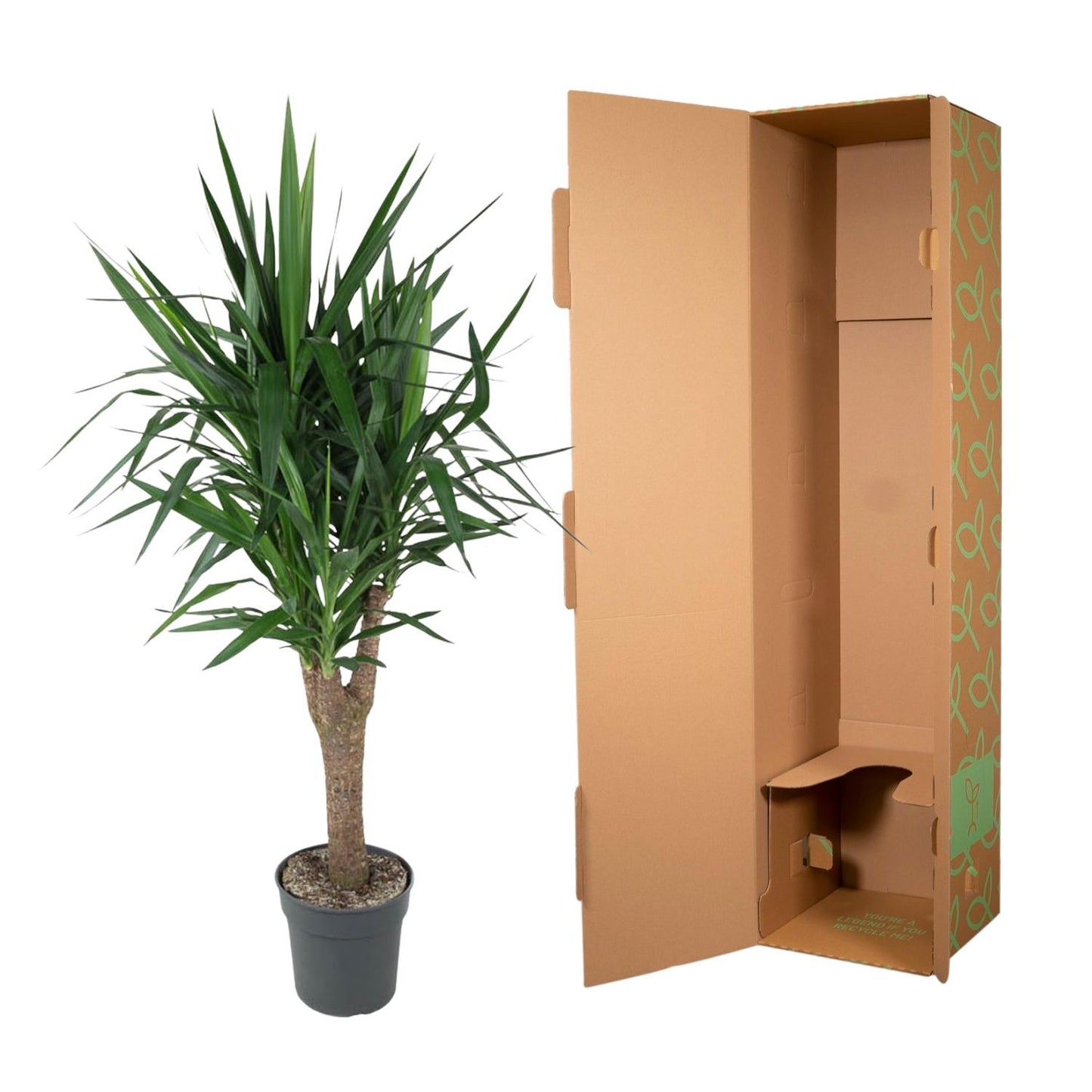 Yucca Elephantipes – Robust & Pflegeleicht, 150 cm