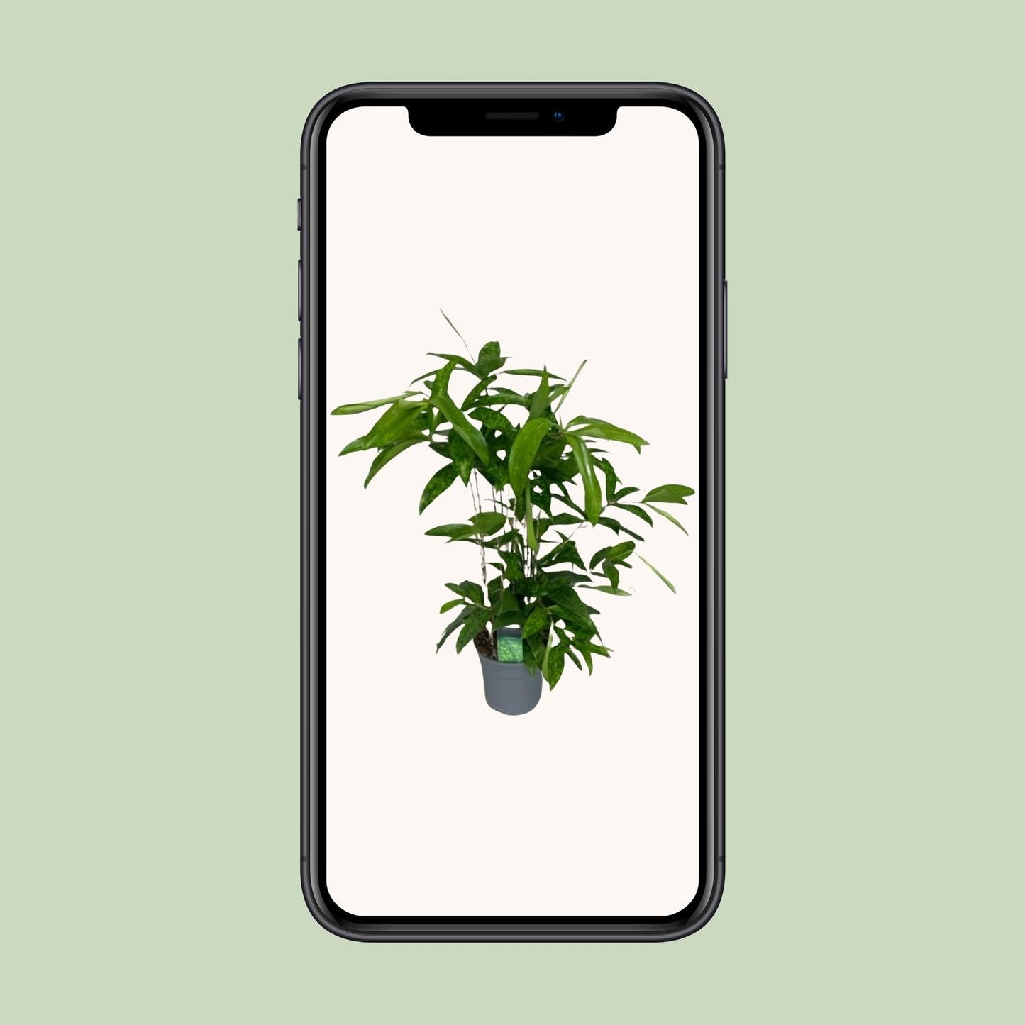 Dracaena Surculosa – Elegante, pflegeleichte Zimmerpflanze Ø17cm