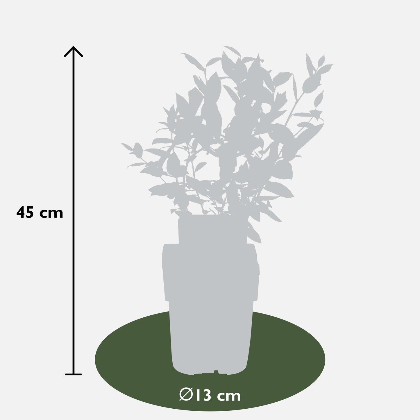 5x Vaccinium corymbosum 'Brigitta Blue' – Bio-Blaubeeren im Topf Ø13cm