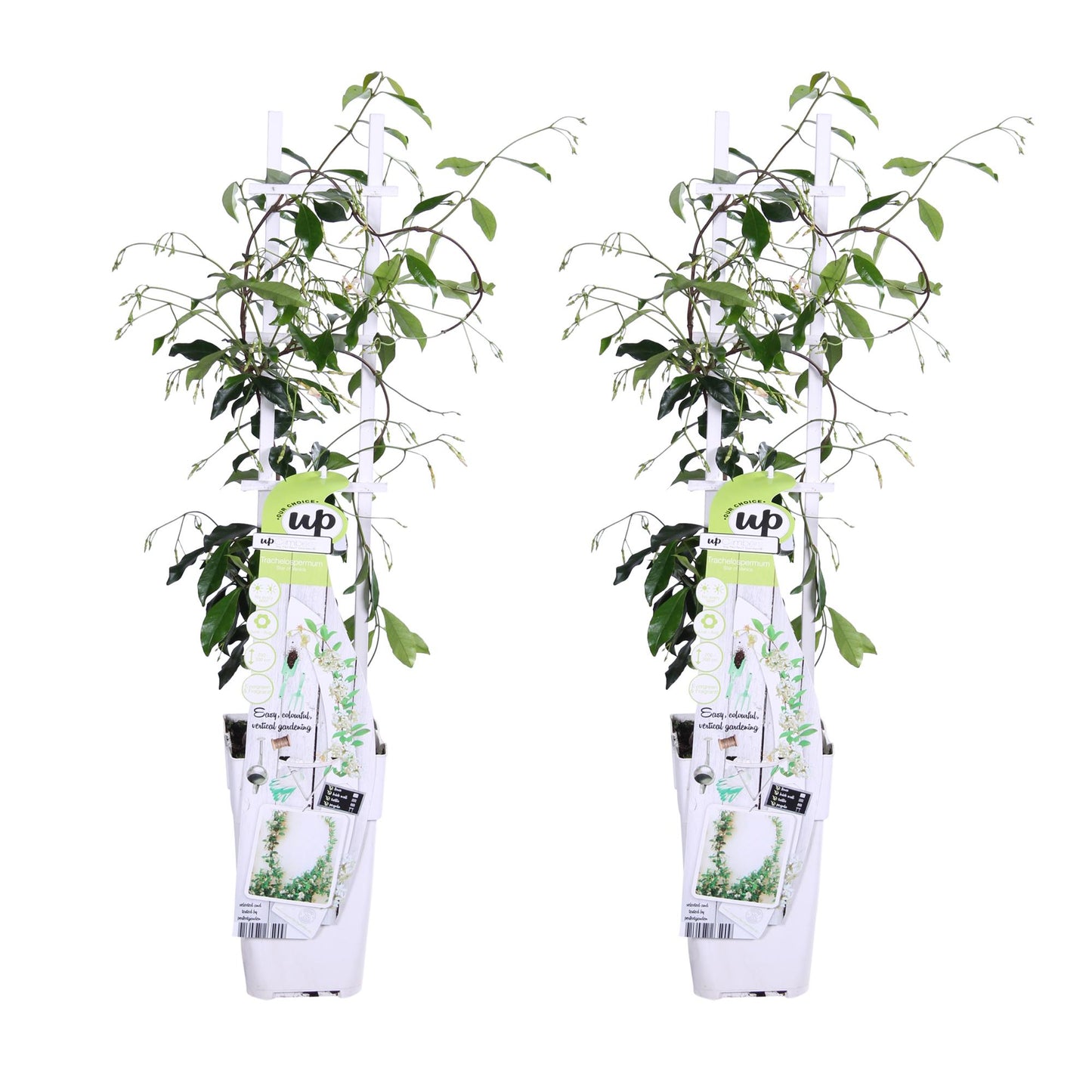 2x Trachelospermum 'Star of Venice' – Sternjasmin Ø15cm, 65cm hoch